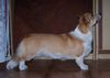 Welsh Corgi Pembroke Hund