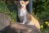 Welsh Corgi Pembroke Hund