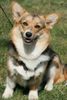 Welsh Corgi Pembroke Hund