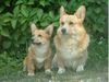 Welsh Corgi Pembroke Hund