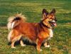 Welsh Corgi Pembroke Hund