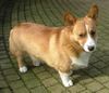 Welsh Corgi Pembroke Foto: Red Kai, mijn pembroke van ruim 1 jaar (ID 9879) Welsh Corgi Pembroke Hund