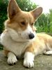 Welsh Corgi Pembroke Hund