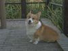 Welsh Corgi Pembroke Hund