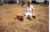Welsh Corgi Pembroke Foto: mł.ch.pl,ch.pl,3Xbog,cwc (ID 16317) Welsh Corgi Pembroke Hund