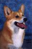 Welsh Corgi Pembroke Foto: Eurodog Winner 2002 (ID 1411) Welsh Corgi Pembroke Hund