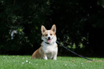 Welsh Corgi Pembroke Hund