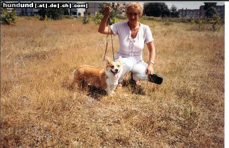 Welsh Corgi Pembroke mł.ch.pl,ch.pl,3Xbog,cwc