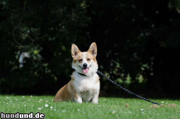 Welsh Corgi Pembroke Welsh Corgi 