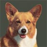 Welsh Corgi Pembroke