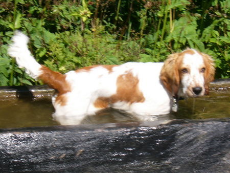 Welsh Springer Spaniel Hier unser liebes Lizahündeli!!!