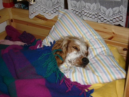 Welsh Springer Spaniel Hier unser liebes Lizahündeli!!!