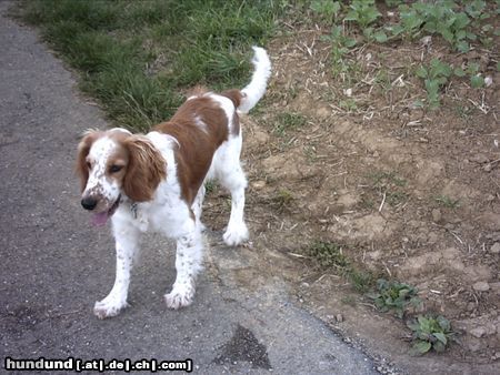 Welsh Springer Spaniel