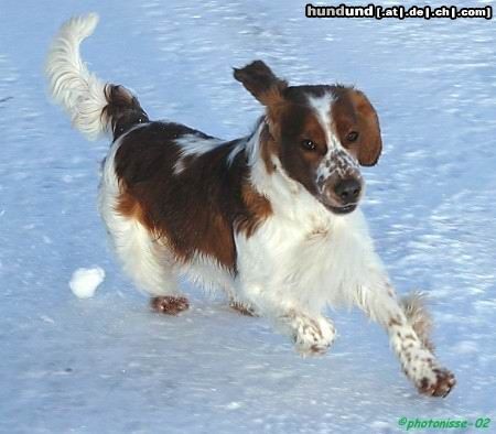 Welsh Springer Spaniel Hammalgardens Don't Forget Me