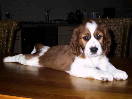 Welsh Springer Spaniel Hunde Foto 1389 Welsh Springer Spaniel Chelsea Fan\'t Detica