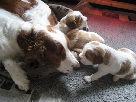 Welsh Springer Spaniel welpen 21 tage alt