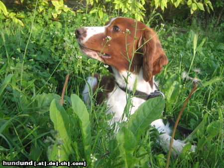 Welsh Springer Spaniel Hunde Foto 45863 in höherer Auflösung ansehen Welsh Springer Spaniel Welsh Springer Spaniel