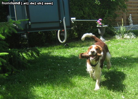 Welsh Springer Spaniel Hunde Foto 45862 in höherer Auflösung ansehen Welsh Springer Spaniel Welsh Springer Spaniel