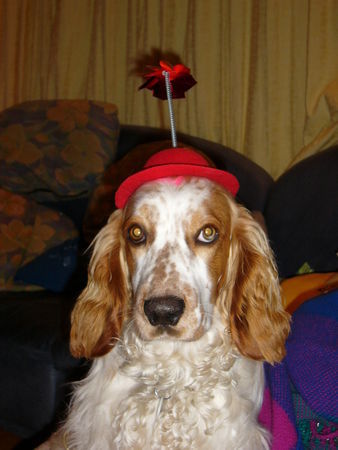 Welsh Springer Spaniel Hier unser liebes Lizahündeli!!!