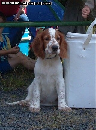 Welsh Springer Spaniel