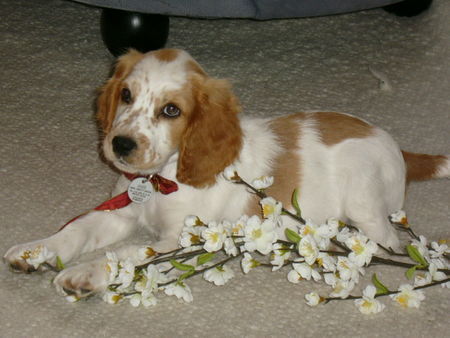 Welsh Springer Spaniel Unser liebes Lizeli wir euch hoffentlichbmit ihrem Foto beglücken