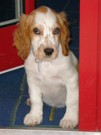 Welsh Springer Spaniel Hier unser liebes Lizahündeli!!!