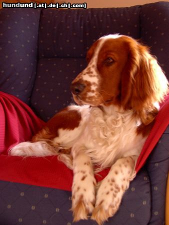 Welsh Springer Spaniel Hunde Foto 5500 Welsh Springer Spaniel Charly