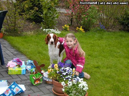 Welsh Springer Spaniel Pacco der Osterhase