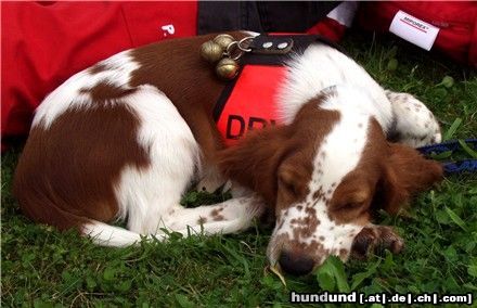 Welsh Springer Spaniel