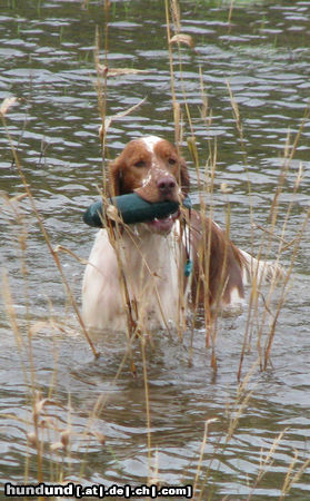 Welsh Springer Spaniel Jet met dummy