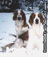 Welsh Springer Spaniel Hunde Foto 9178 Welsh Springer Spaniel Gipsy und Husty