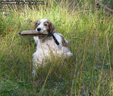 Welsh Springer Spaniel Jet met dummy