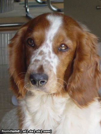 Welsh Springer Spaniel Hammalgardens Dashing Little Lady