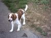 Welsh Springer Spaniel Hund