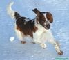 Welsh Springer Spaniel Hund