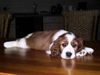 Welsh Springer Spaniel Hund