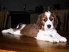 Welsh Springer Spaniel Hund