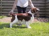 Welsh Springer Spaniel Hund