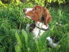 Welsh Springer Spaniel Hund