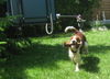 Welsh Springer Spaniel Hund