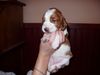 Welsh Springer Spaniel Hund