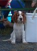 Welsh Springer Spaniel Hund