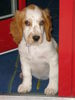 Welsh Springer Spaniel Hund