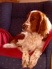 Welsh Springer Spaniel Hund