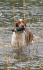 Welsh Springer Spaniel Hund