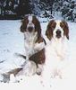 Welsh Springer Spaniel Hund