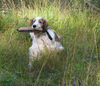 Welsh Springer Spaniel Hund