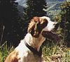 Welsh Springer Spaniel Hund