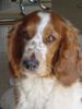 Welsh Springer Spaniel Hund