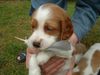 Welsh Springer Spaniel Hund